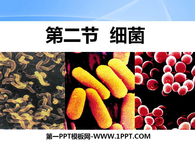 《细菌》细菌和真菌PPT课件