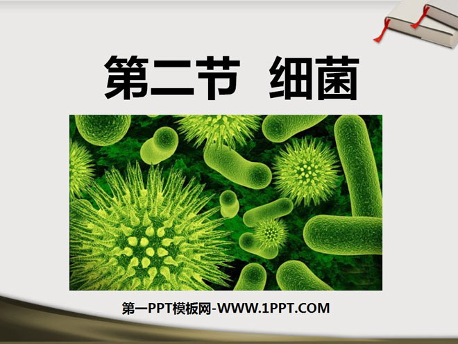 《细菌》细菌和真菌PPT课件2