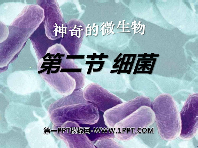 《细菌》细菌和真菌PPT课件4
