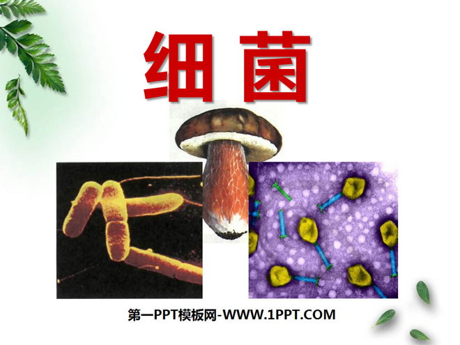 《细菌》细菌和真菌PPT课件7