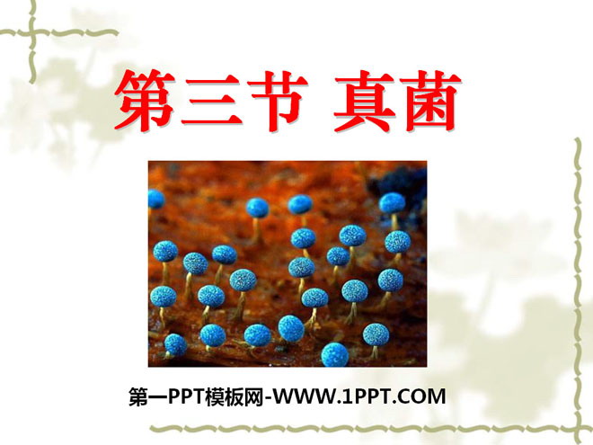 《真菌》细菌和真菌PPT课件