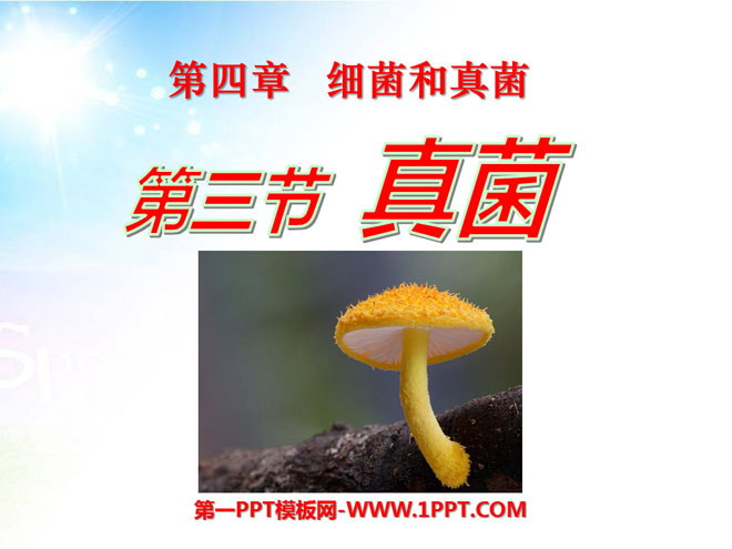 《真菌》细菌和真菌PPT课件4