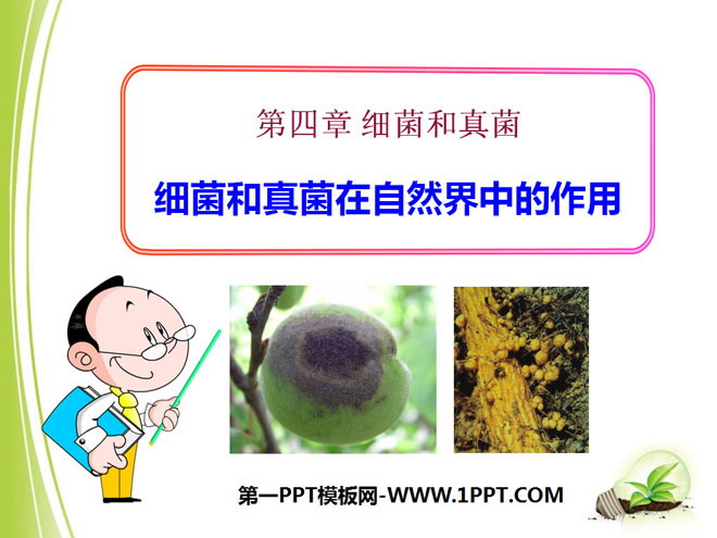 《细菌和真菌在自然界中的作用》细菌和真菌PPT课件2