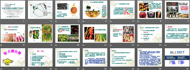 《細(xì)菌和真菌在自然界中的作用》細(xì)菌和真菌PPT課件3