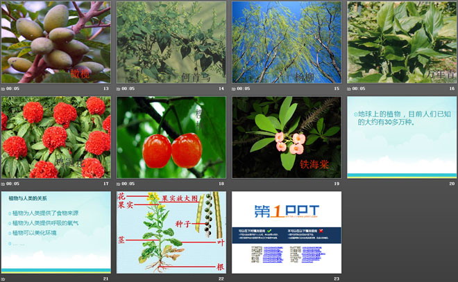 《植物的身体》植物的生长PPT课件3