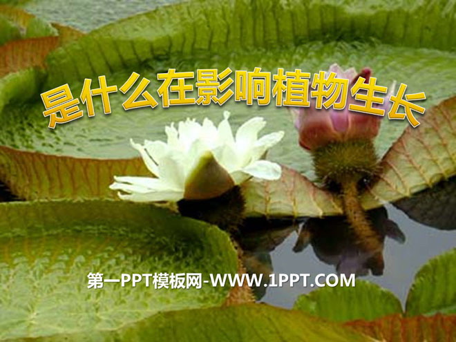 《是什么在影响植物生长》植物的生长PPT课件2