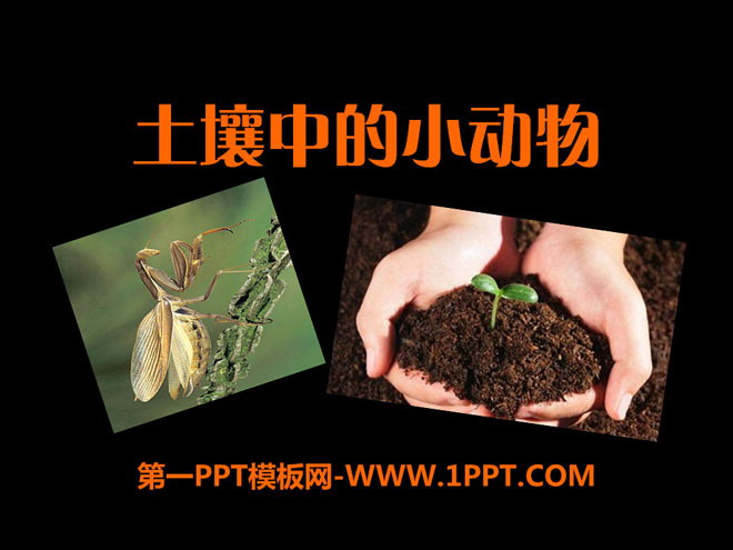 《土壤中的动物》植物生活的土地PPT课件2