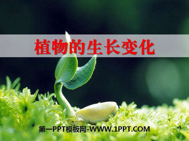 《植物的生长变化》生长与变化PPT课件
