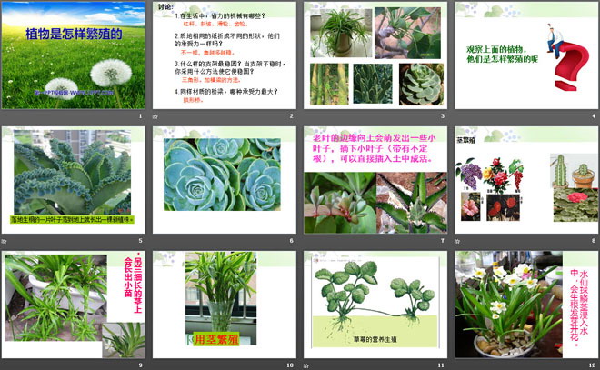 《植物是怎样繁殖的》植物的生命系统PPT课件2
