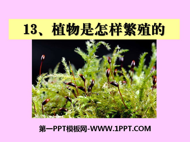 《植物是怎样繁殖的》植物的生命系统PPT课件3