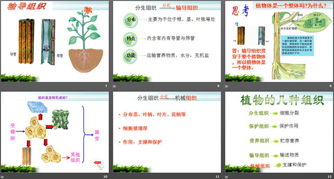 《植物体各部分的关系》植物的生命系统PPT课件