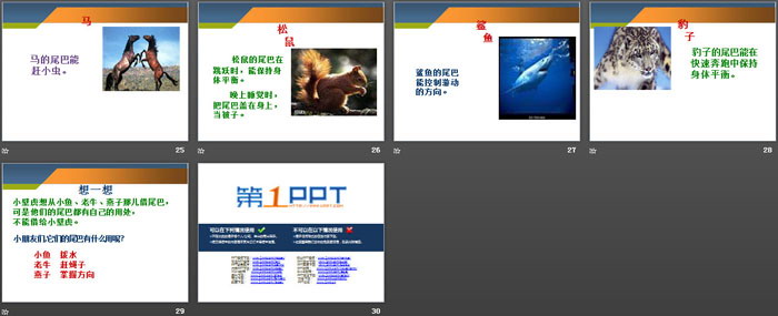 《小壁虎借尾巴》PPT