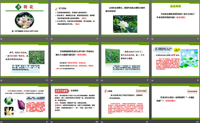 《荷花》PPT(第二課時)