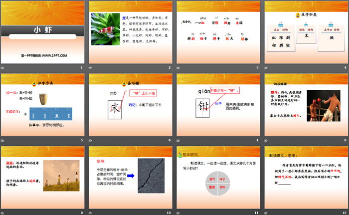 《小蝦》PPT