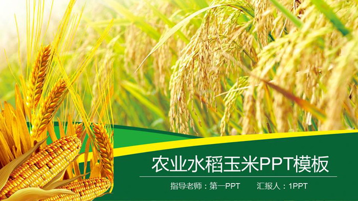 水稻小麥玉米背景的農產品PPT模板