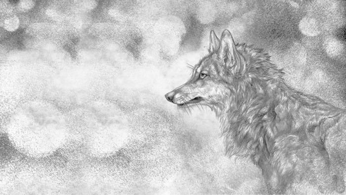 四张黑白素描绘制的狼PPT背景图片