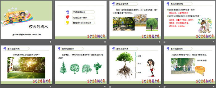 《校園的樹(shù)木》植物PPT