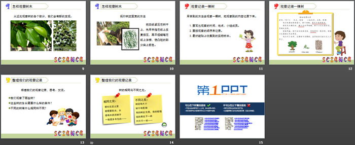 《校園的樹(shù)木》植物PPT