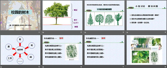 《校園的樹木》植物PPT下載