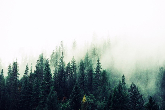 雾气笼罩的森林PPT背景图片