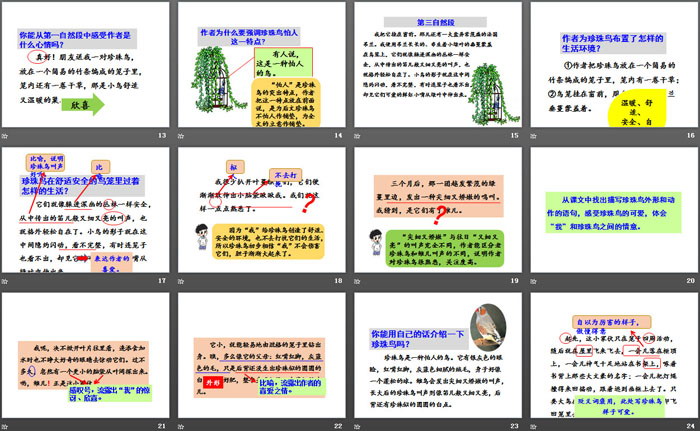 《珍珠鳥(niǎo)》PPT下載