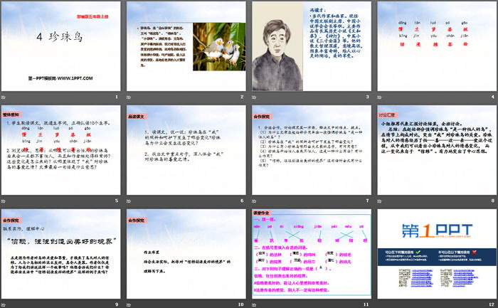 《珍珠鳥》PPT教學(xué)課件