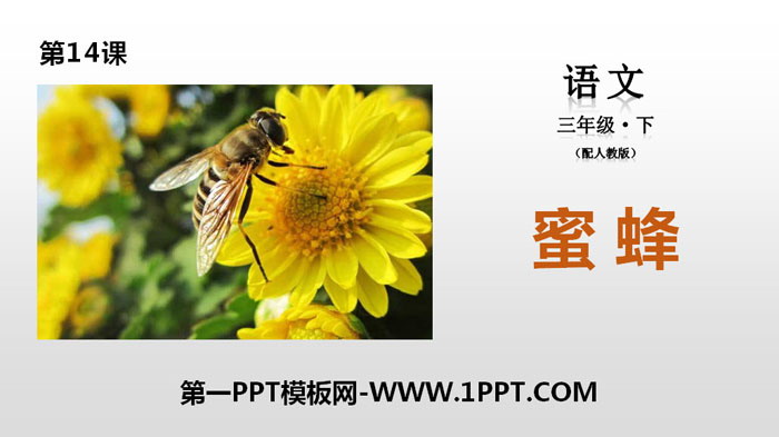 《蜜蜂》PPT下载