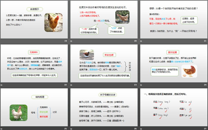 《母雞》PPT(第1課時)