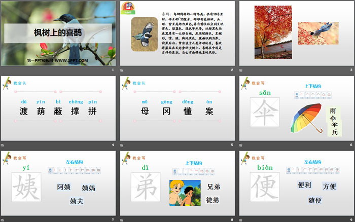 《楓樹上的喜鵲》PPT教學(xué)課件