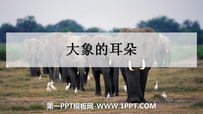 《大象的耳朵》PPT课件下载