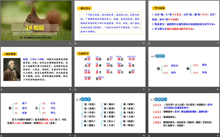 《松鼠》PPT精品課件