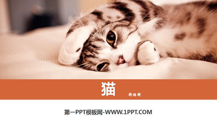 《猫》PPT免费课件