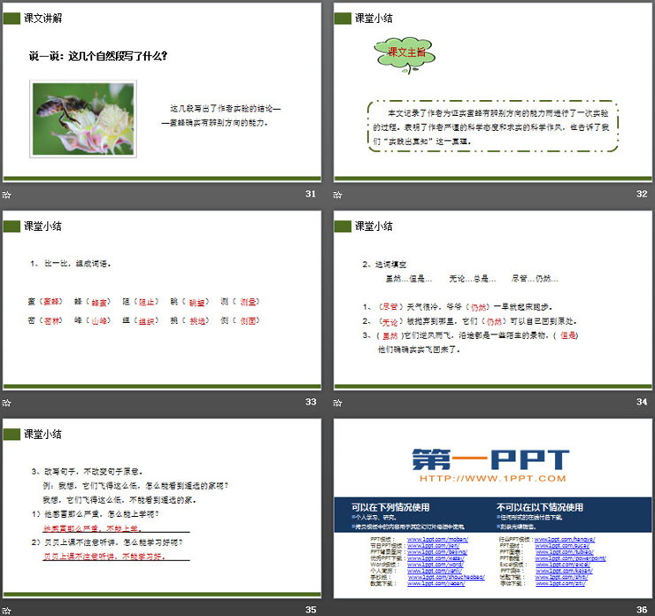 《蜜蜂》PPT課件下載