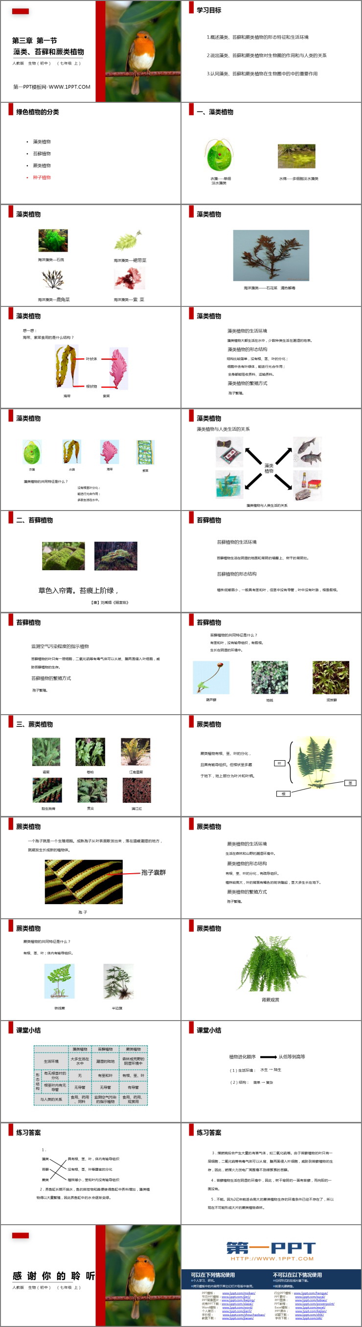 《藻类、苔藓和蕨类植物》PPT精品课件