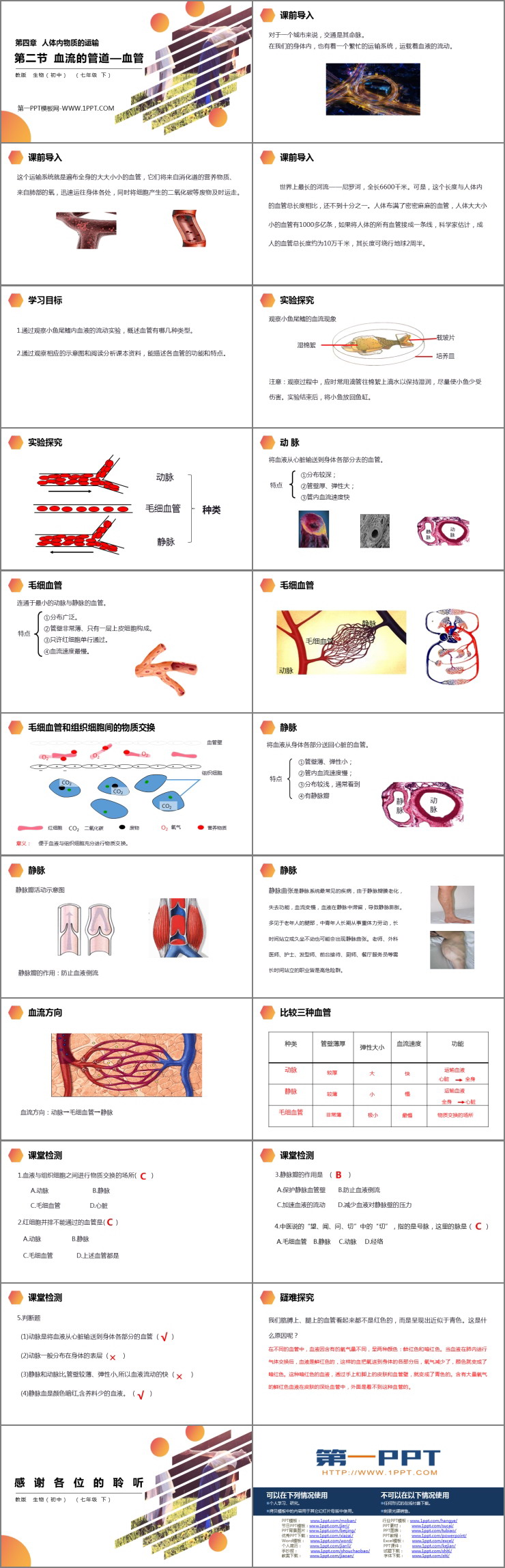 《血流的管道—血管》PPT精品課件