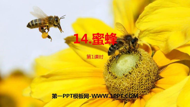 《蜜蜂》PPT课件(第1课时)