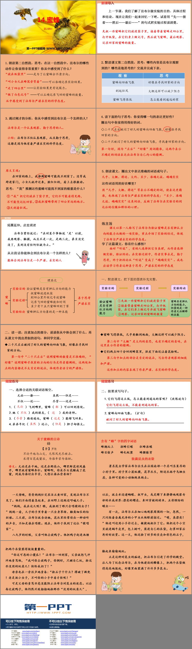 《蜜蜂》PPT課件(第2課時)