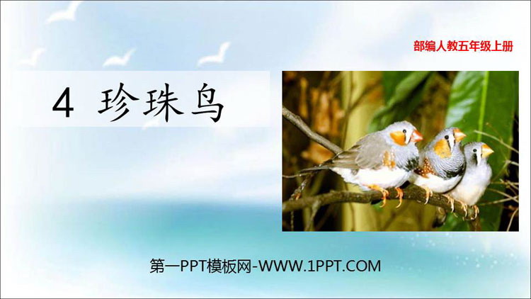 《珍珠鸟》PPT教学课件下载