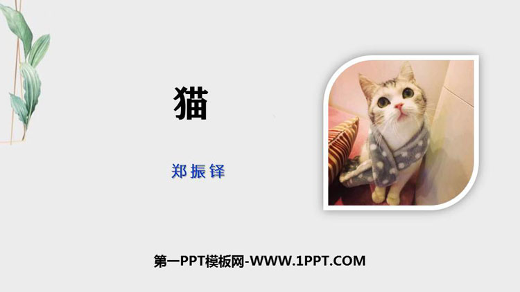 《猫》PPT教学课件下载